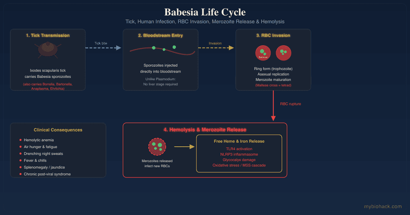 Babesia (Babesiosis): The Malaria-Like Tick-Borne Infection In Chronic Lyme