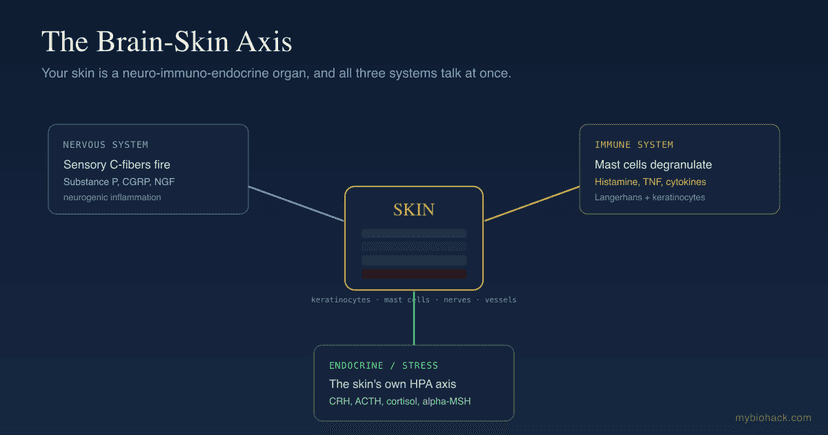 The Brain-Skin Axis: How Your Nerves, Hormones, And Immune System Talk Through Your Skin