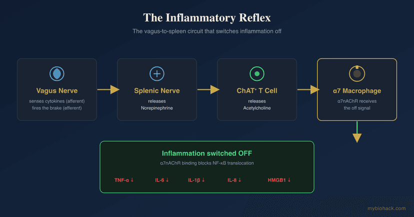 The Cholinergic Anti-Inflammatory Pathway: The Vagus Nerve Brake On Inflammation