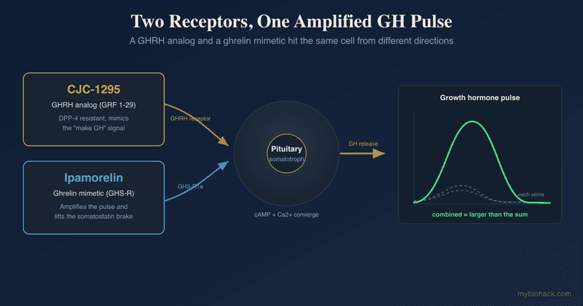 CJC-1295 And Ipamorelin: How The GHRH And Ghrelin Peptide Stack Works, DAC vs No-DAC, And The Honest Evidence
