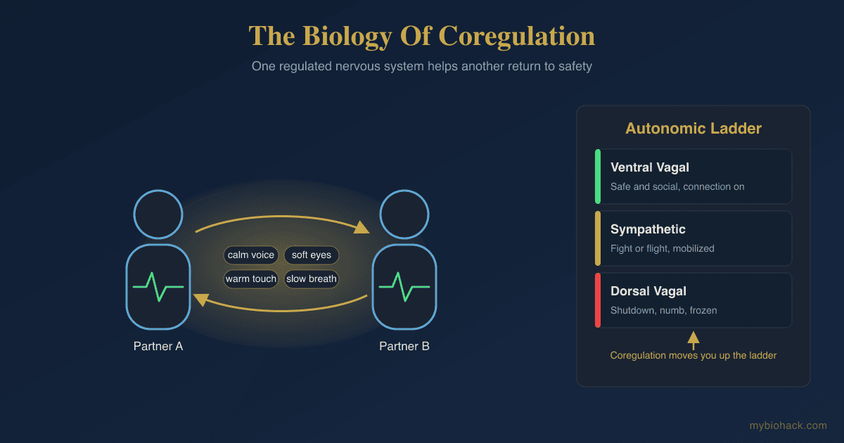 Coregulation And Healthy Relationships: Why Your Partner Is Not The Problem, Your Nervous System Is