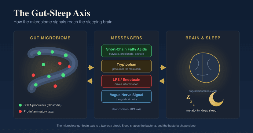The Gut Microbiome And Insomnia: How Dysbiosis Disrupts Sleep