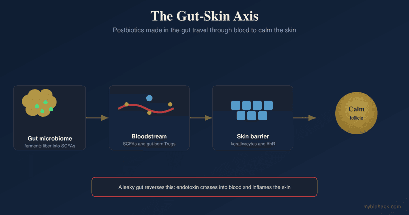 The Gut-Skin Axis: How Postbiotics And SCFAs Reach The Follicle