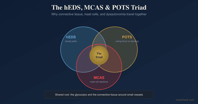 The Hypermobility-MCAS-POTS Triad: Why hEDS, Mast Cells, and Dysautonomia Travel Together