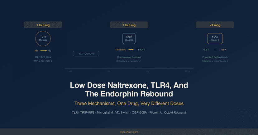 Low Dose Naltrexone, TLR4, And The Endorphin Rebound: Three Mechanisms, One Drug, Very Different Doses