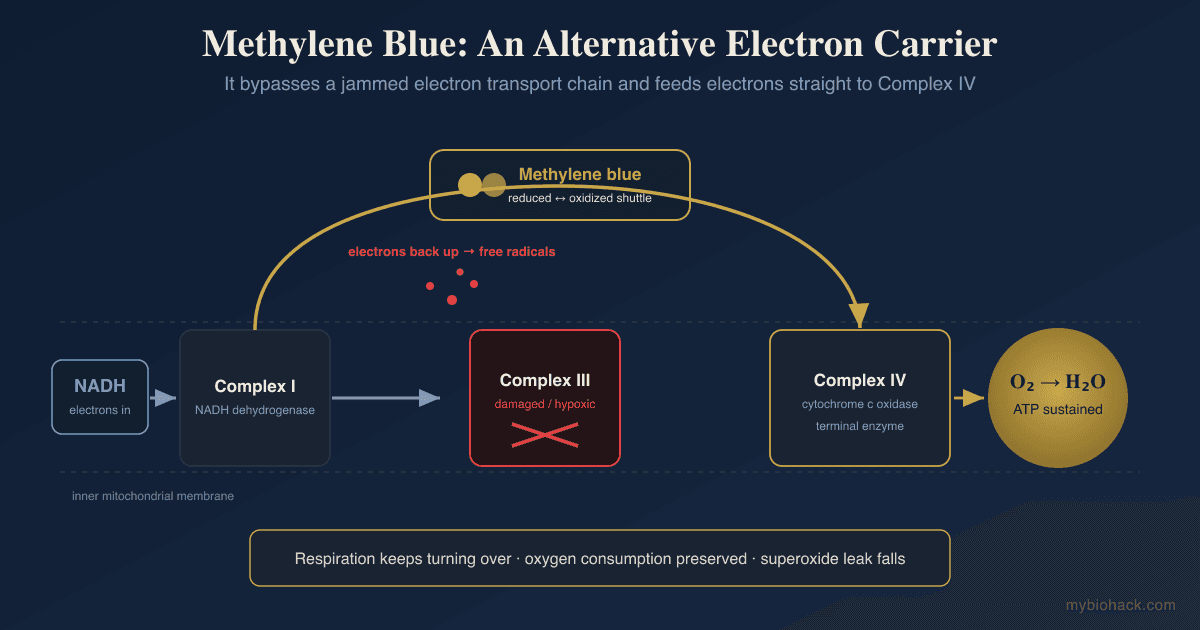 9 Benefits Of Methylene Blue: The Mitochondrial Electron Carrier And The Safety Line Most Biohackers Cross