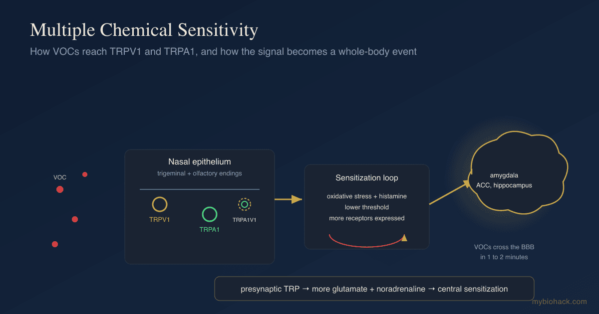 Multiple Chemical Sensitivity And TRP Receptors: How TRPV1 And TRPA1 Drive MCS, And How To Inhibit Them