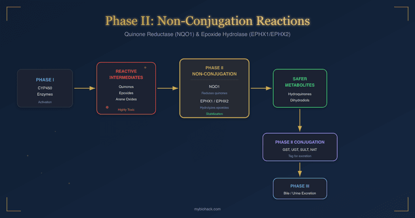 Phase II Detoxification: Non-Conjugation Reactions (Quinone Reductase and Epoxide Hydrolase)