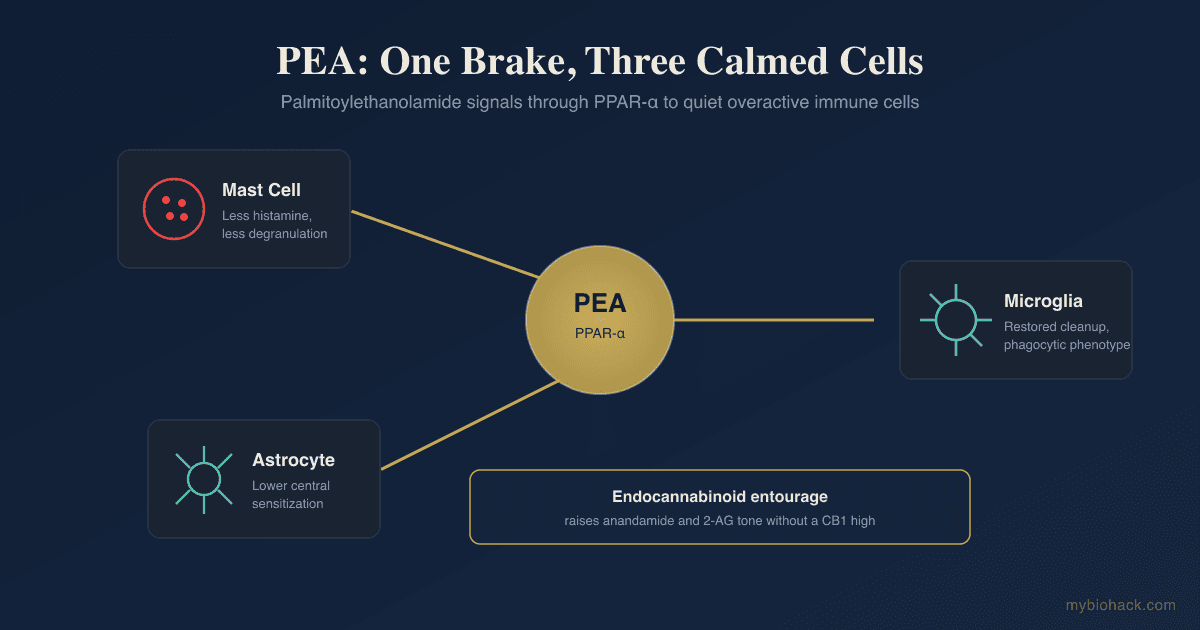 PEA (Palmitoylethanolamide): Mast Cells, Neuropathic Pain, and the Endocannabinoid "Entourage"