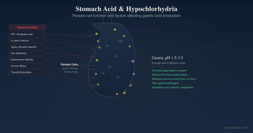 Stomach Acid And Hypochlorhydria: When You Need Betaine HCl