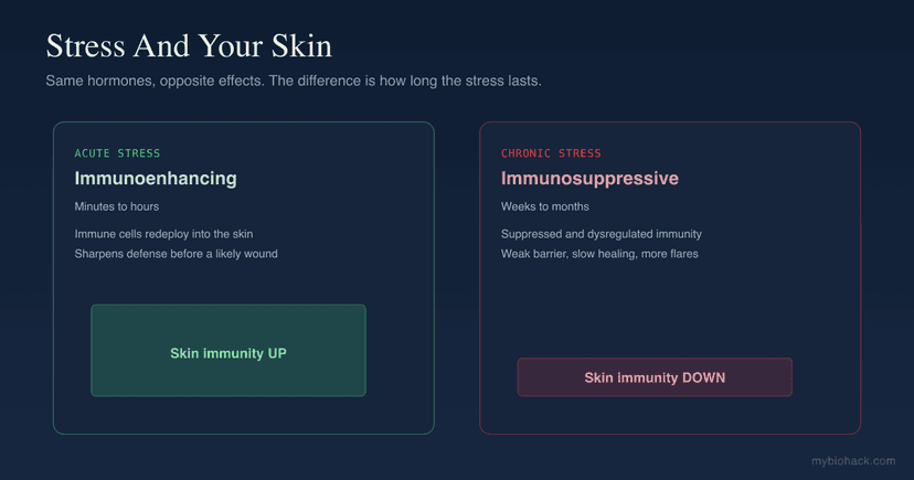 Stress And Your Skin: Why Acute Stress Protects And Chronic Stress Destroys