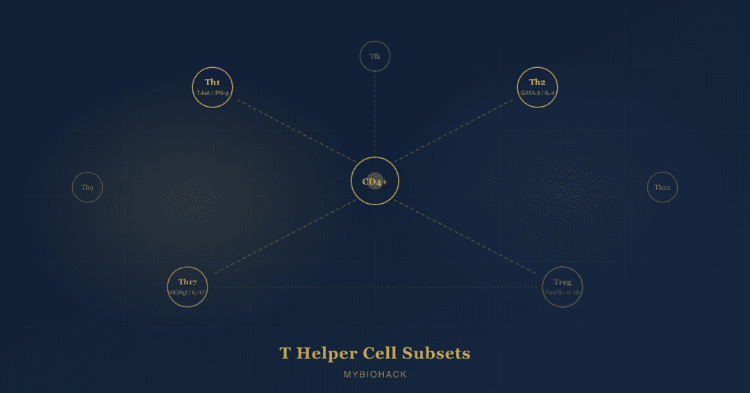 T Helper Cell Subsets: Th1, Th2, Th17, Tregs, Th9, Th22, And Tfh ...