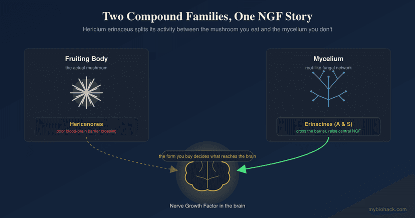 The 12+ Benefits of Lion's Mane: Erinacines, Hericenones, and the NGF Story