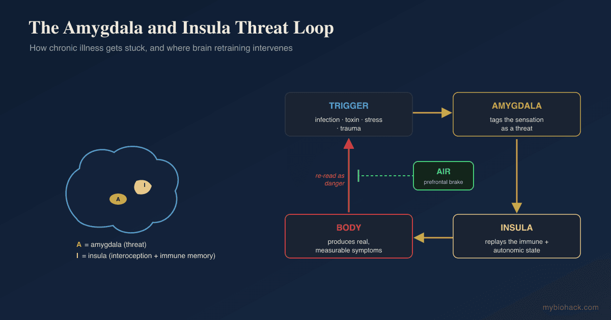 Amygdala And Insula Retraining (AIR): The Science Of Brain Retraining For Chronic Illness
