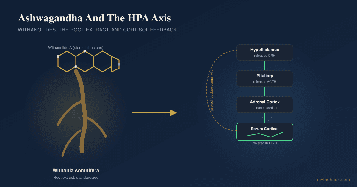 Ashwagandha (Withania somnifera): Benefits, Mechanisms, And What The Adaptogen Evidence Actually Shows