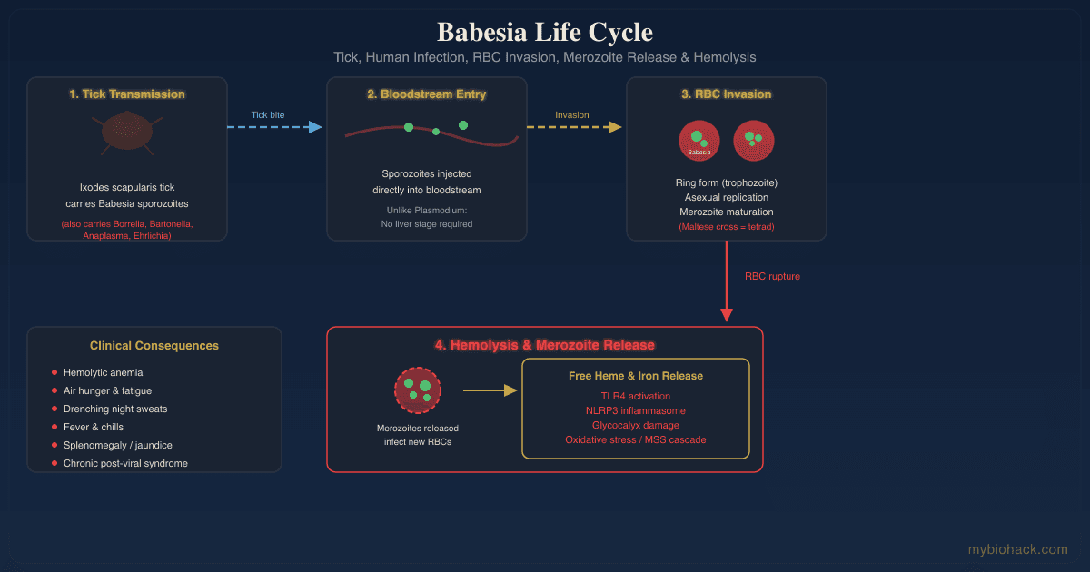 Babesia (Babesiosis): The Malaria-Like Tick-Borne Infection In Chronic Lyme