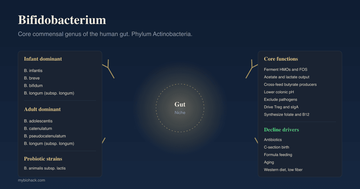All The Different Strains Of Bifidobacteria: A Complete Guide To The Species That Rebuild The Gut