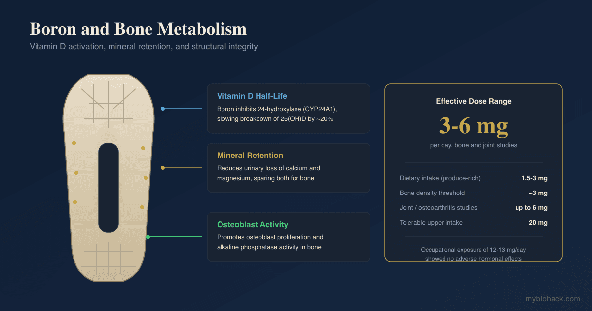 Boron: The Trace Mineral For Bone, Hormones, And Joint Health