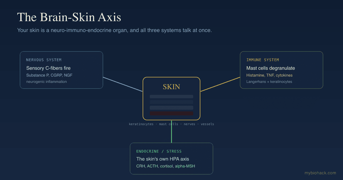 The Brain-Skin Axis: How Your Nerves, Hormones, And Immune System Talk Through Your Skin