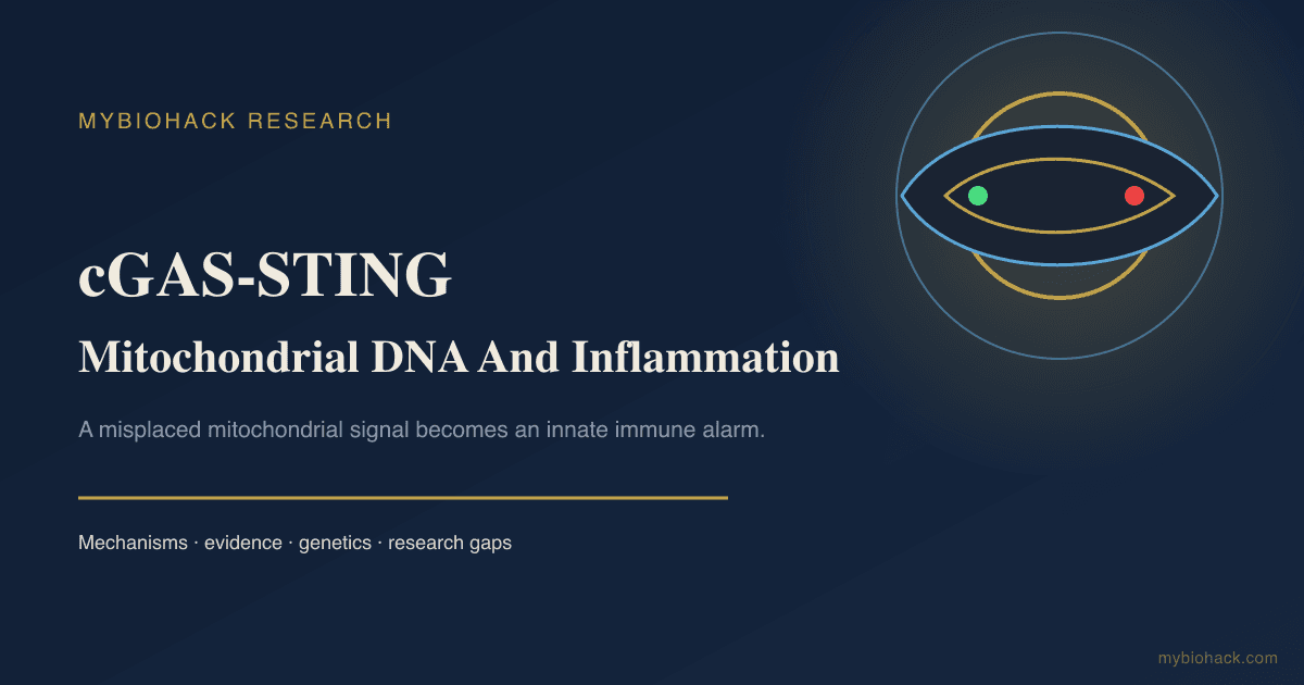cGAS-STING: How Mitochondrial DNA Triggers Inflammation