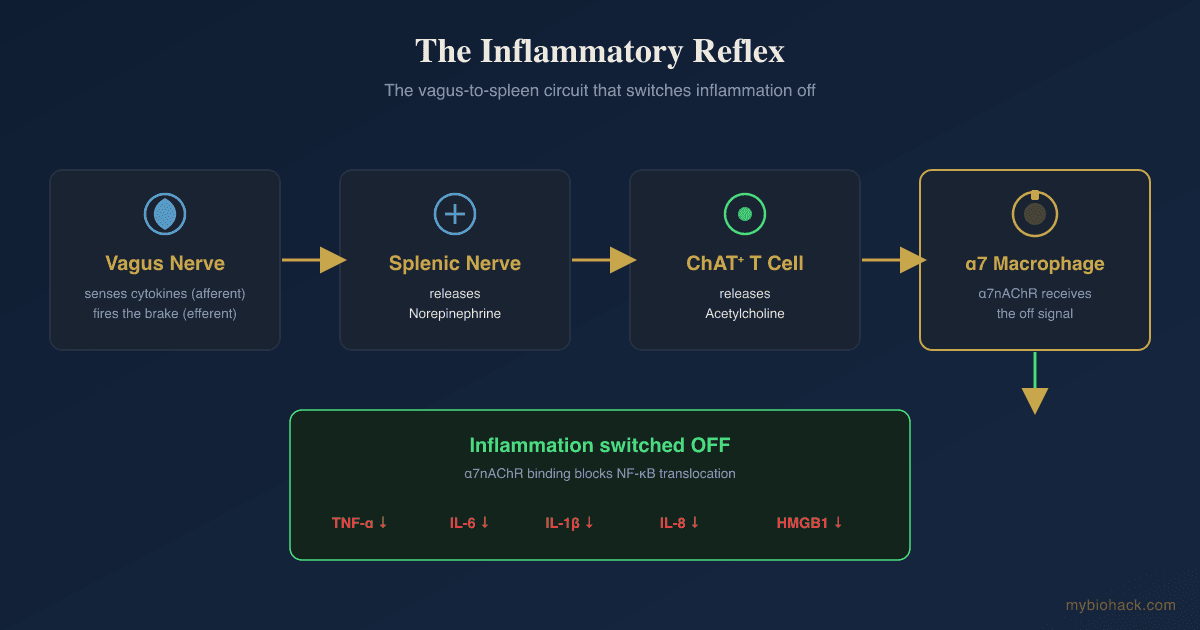 The Cholinergic Anti-Inflammatory Pathway: The Vagus Nerve Brake On Inflammation