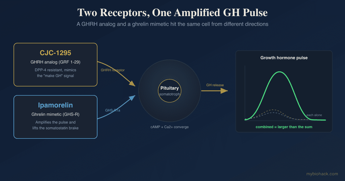 CJC-1295 And Ipamorelin: How The GHRH And Ghrelin Peptide Stack Works, DAC vs No-DAC, And The Honest Evidence