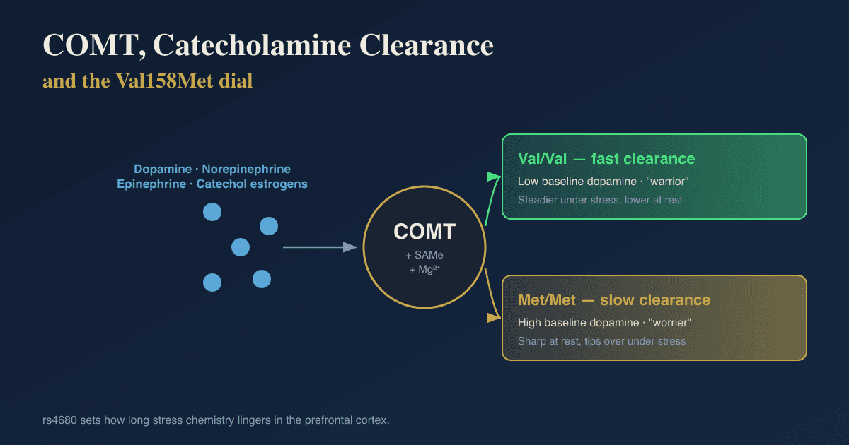 COMT Genetics, Catecholamine Metabolism, And Attachment Style