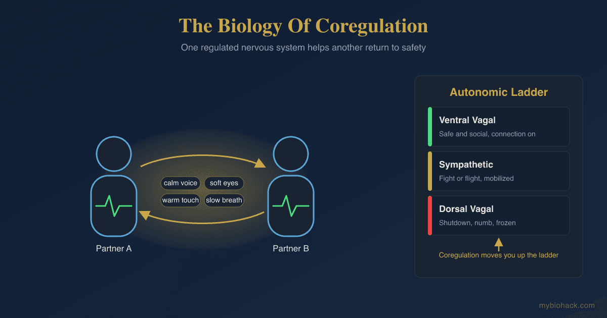 Coregulation And Healthy Relationships: Why Your Partner Is Not The Problem, Your Nervous System Is