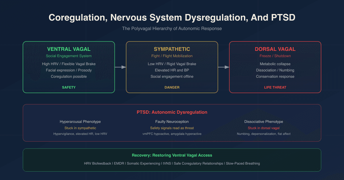 Coregulation, Nervous System Dysregulation, And PTSD