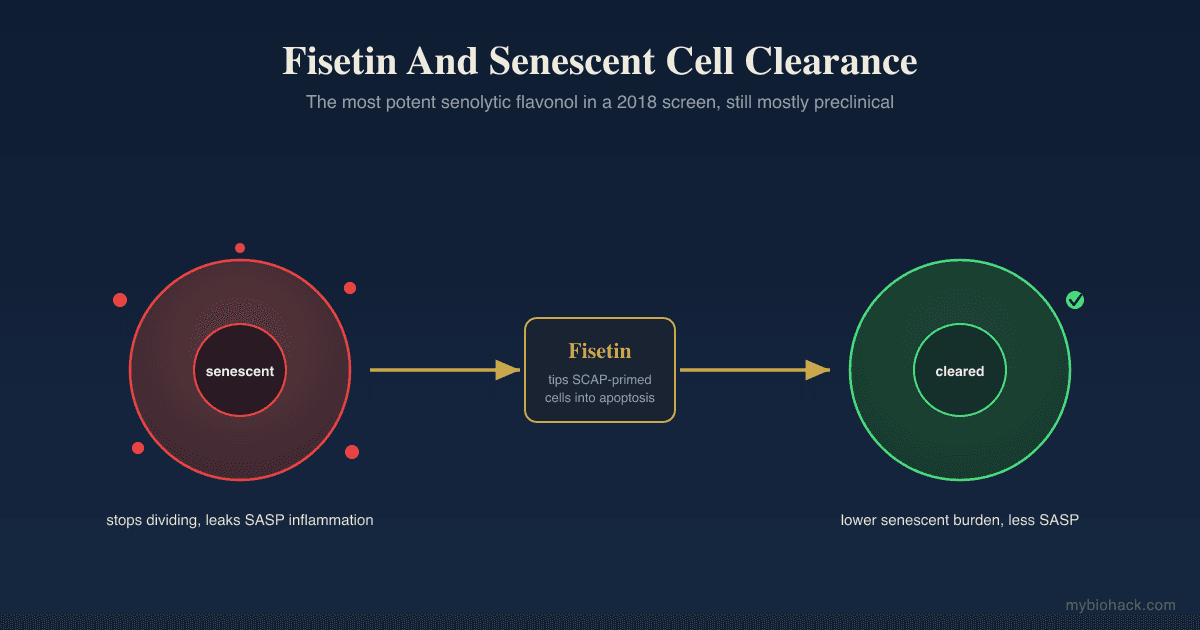 Fisetin: The Senolytic Flavonoid And The "Better Quercetin" Question
