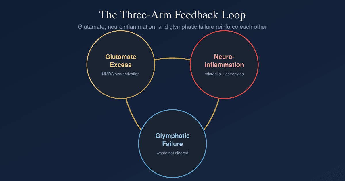 Glutamate Dysregulation, Neuroinflammation, And The Glymphatic Feedback Loop