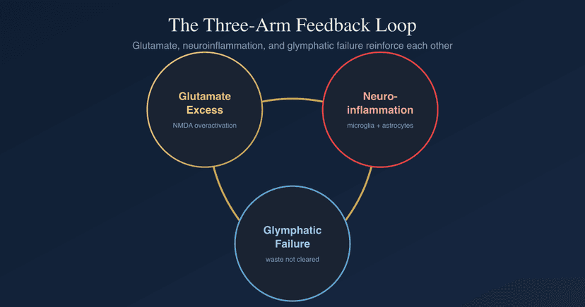 Glutamate Dysregulation, Neuroinflammation, And The Glymphatic Feedback Loop