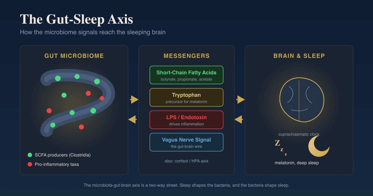The Gut Microbiome And Insomnia: How Dysbiosis Disrupts Sleep