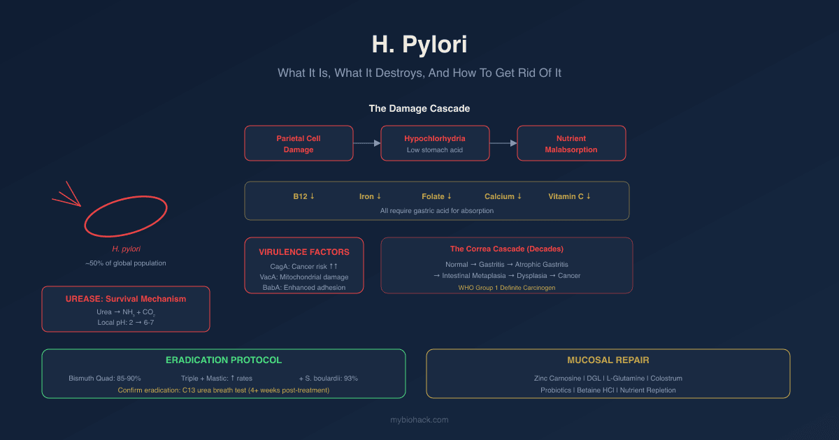 H. Pylori: What It Is, What It Destroys, And How To Get Rid Of It