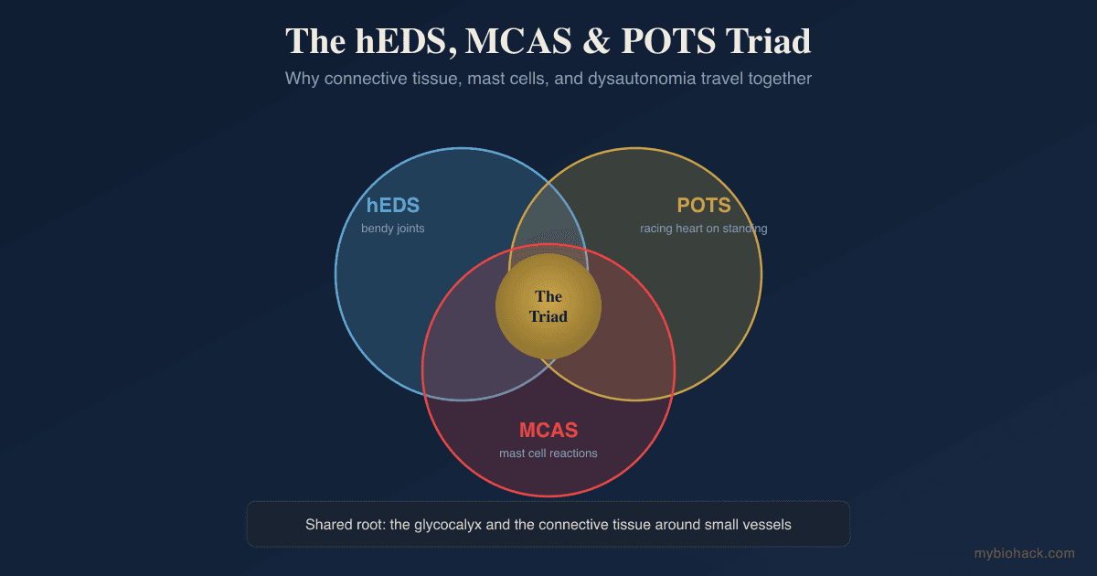 The Hypermobility-MCAS-POTS Triad: Why hEDS, Mast Cells, and Dysautonomia Travel Together