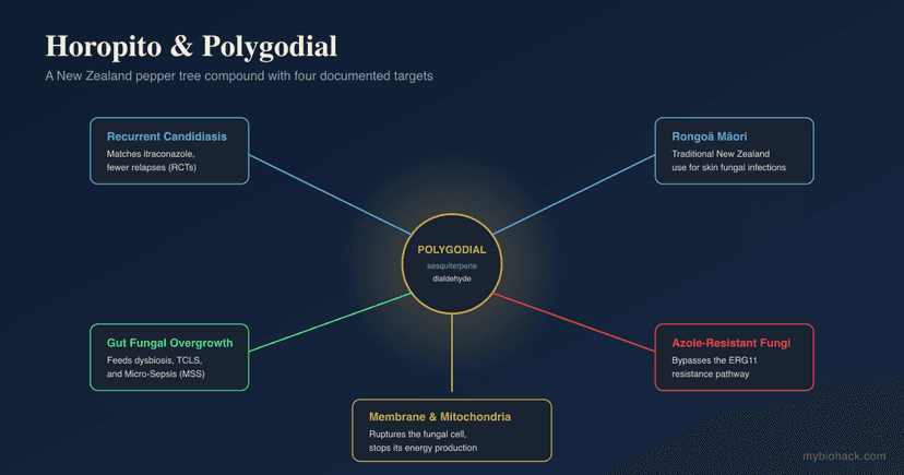 The 6+ Benefits Of Horopito (Pseudowintera Colorata) And Its Antifungal Compound Polygodial