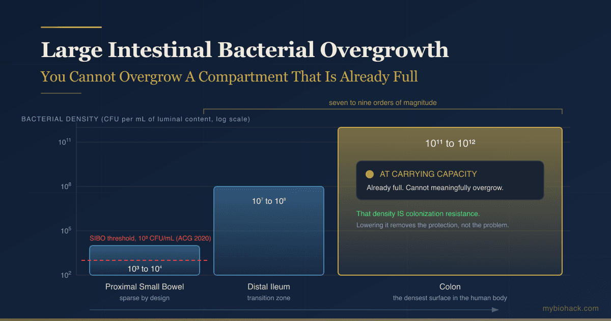 LIBO (Large Intestinal Bacterial Overgrowth): What The Term Means, And Why The Evidence Does Not Support It Yet