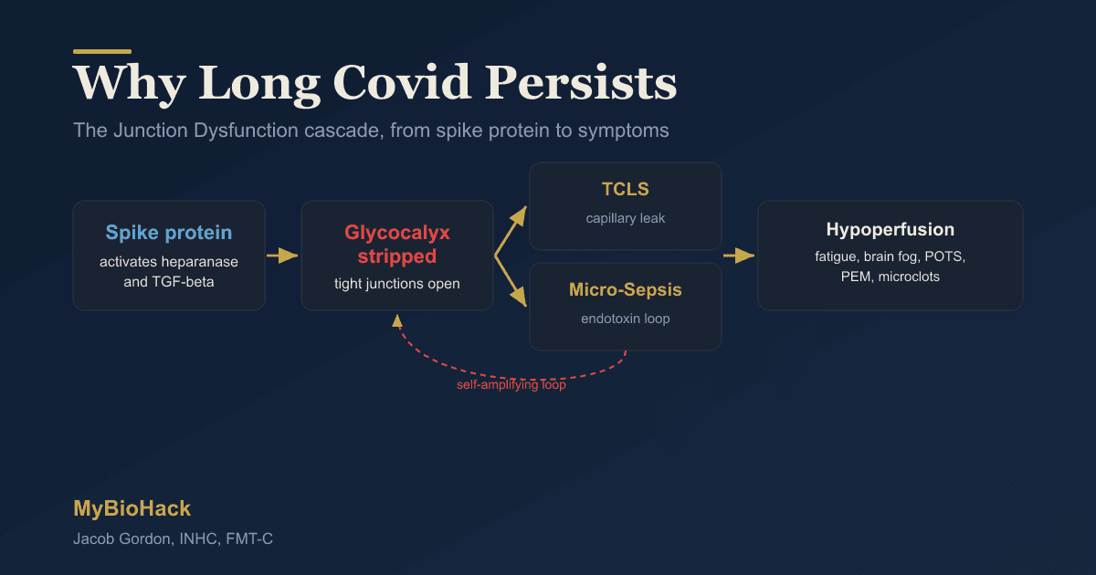 7 Steps to Naturally Support Long COVID Recovery (Science-Based Protocol)