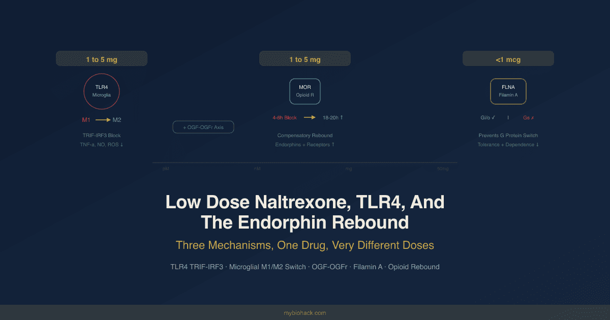Low Dose Naltrexone, TLR4, And The Endorphin Rebound: Three Mechanisms, One Drug, Very Different Doses