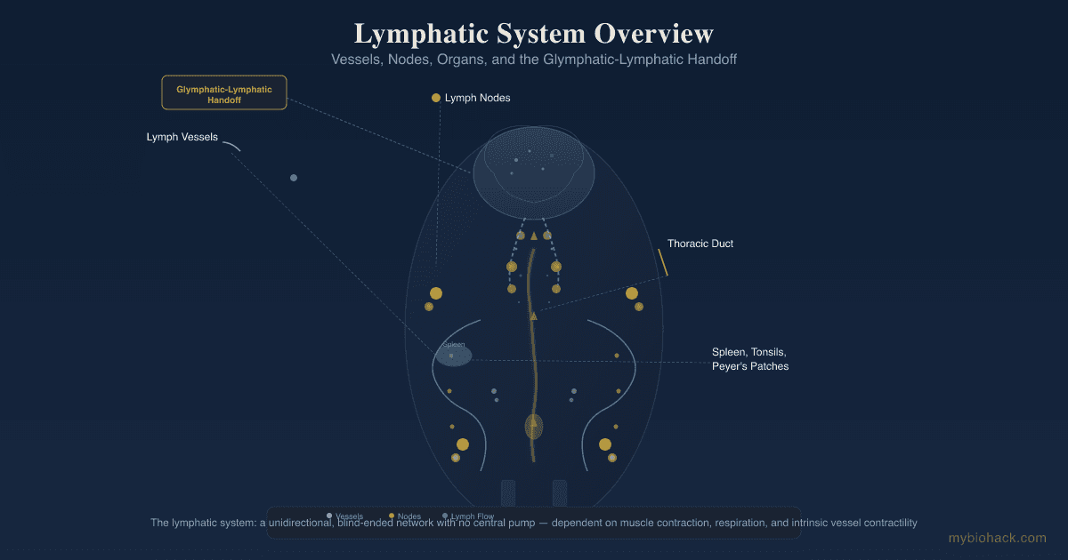 Lymphatic System Support: How To Improve Lymph Flow And Drainage