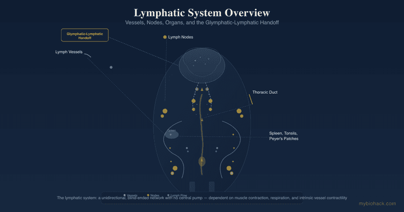 Lymphatic System Support: How To Improve Lymph Flow And Drainage