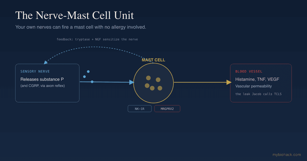 Mast Cells, Substance P, And Neurogenic Inflammation: The Nerve-To-Mast-Cell Loop Behind Flushing And MCAS