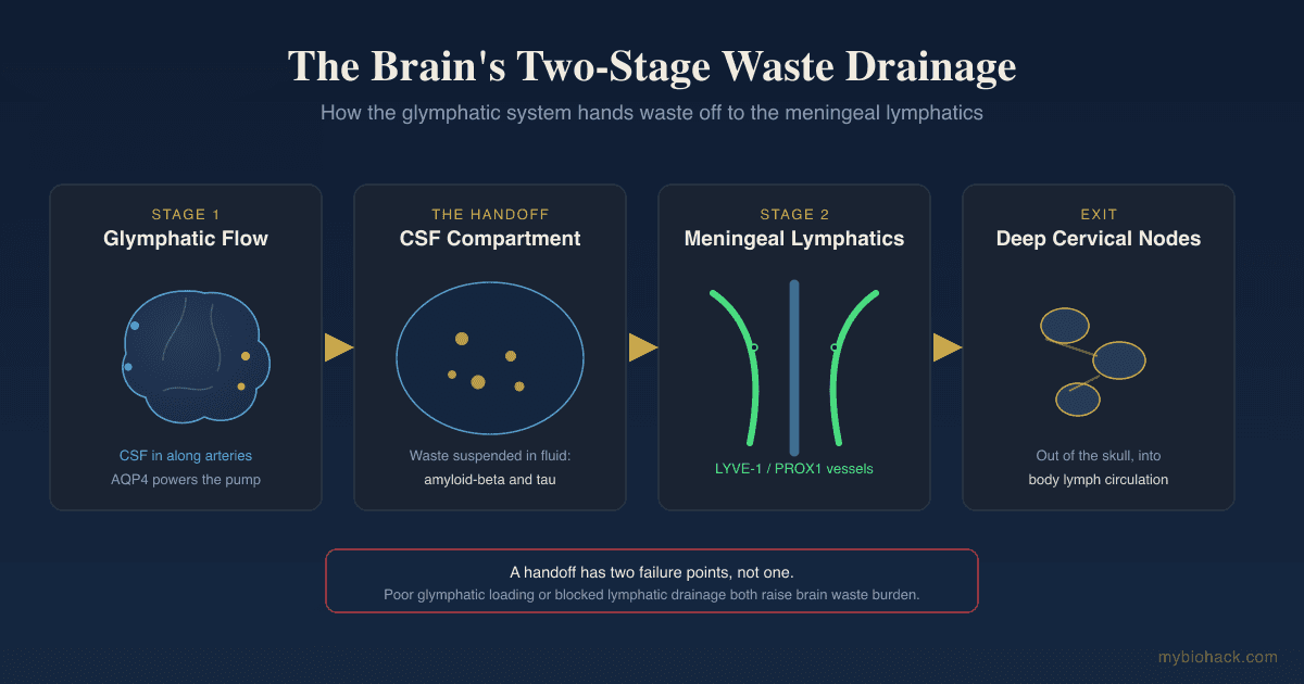 The Glymphatic-Lymphatic Handoff: Meningeal Lymphatics And Brain Drainage