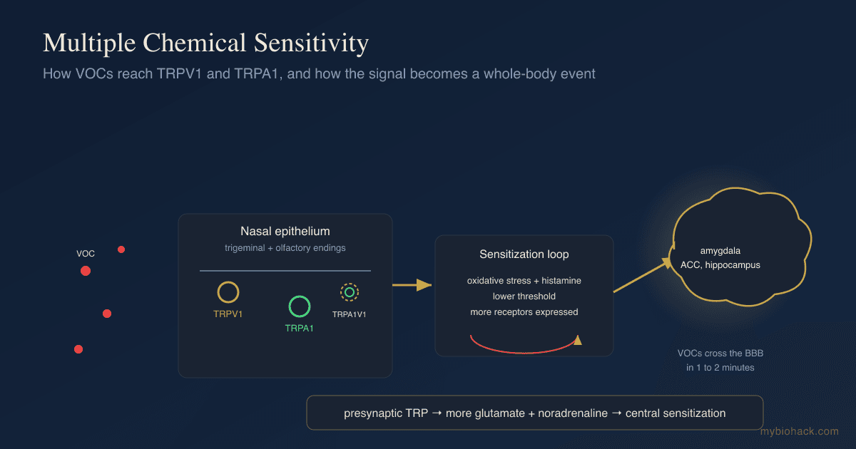 Multiple Chemical Sensitivity And TRP Receptors: How TRPV1 And TRPA1 Drive MCS, And How To Inhibit Them