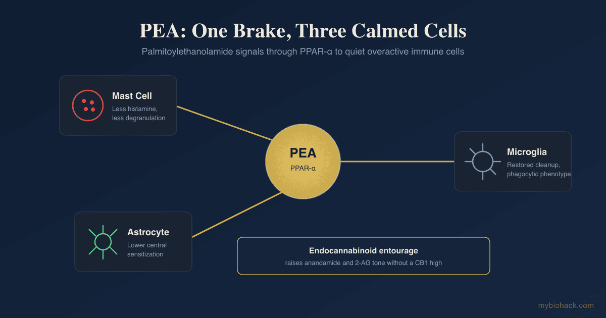 PEA (Palmitoylethanolamide): Mast Cells, Neuropathic Pain, and the Endocannabinoid "Entourage"