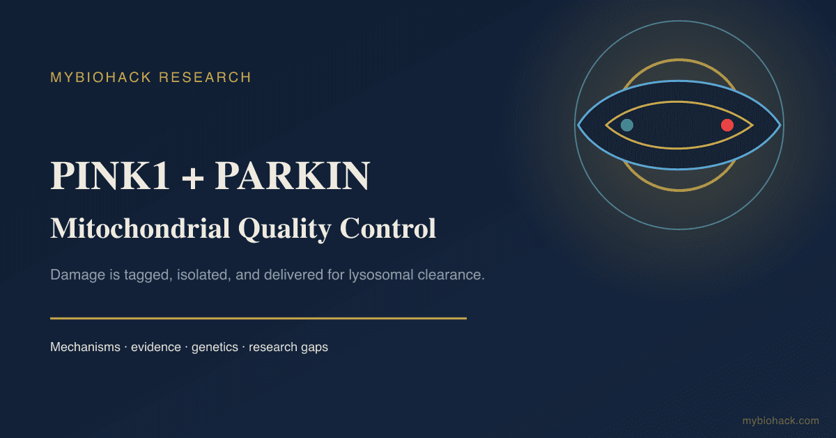 PINK1 And Parkin: The Mitophagy System That Removes Damaged Mitochondria