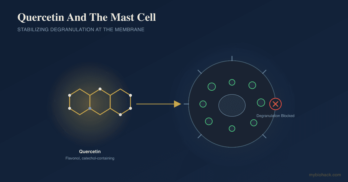 Quercetin: Benefits, Mechanisms, And The Mast Cell Stabilizer Question
