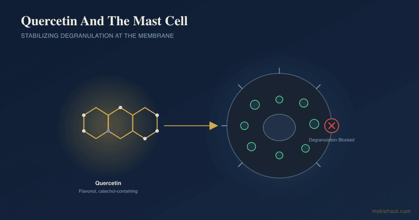 Quercetin: Benefits, Mechanisms, And The Mast Cell Stabilizer Question