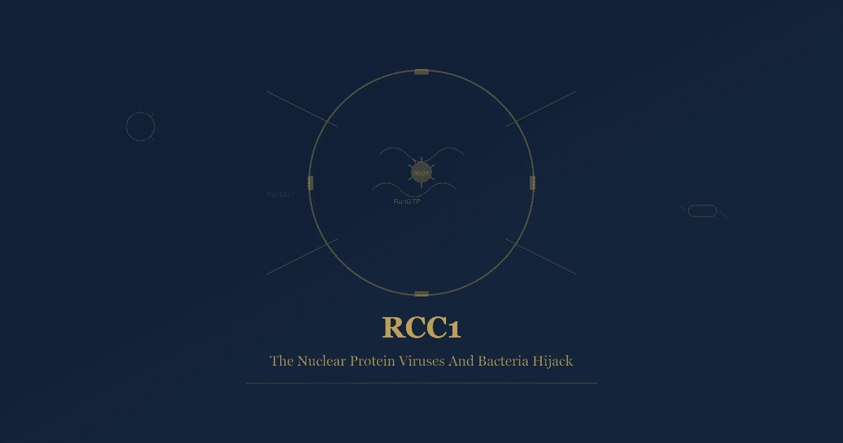 RCC1: The Nuclear Protein Viruses And Bacteria Have Evolved To Hijack