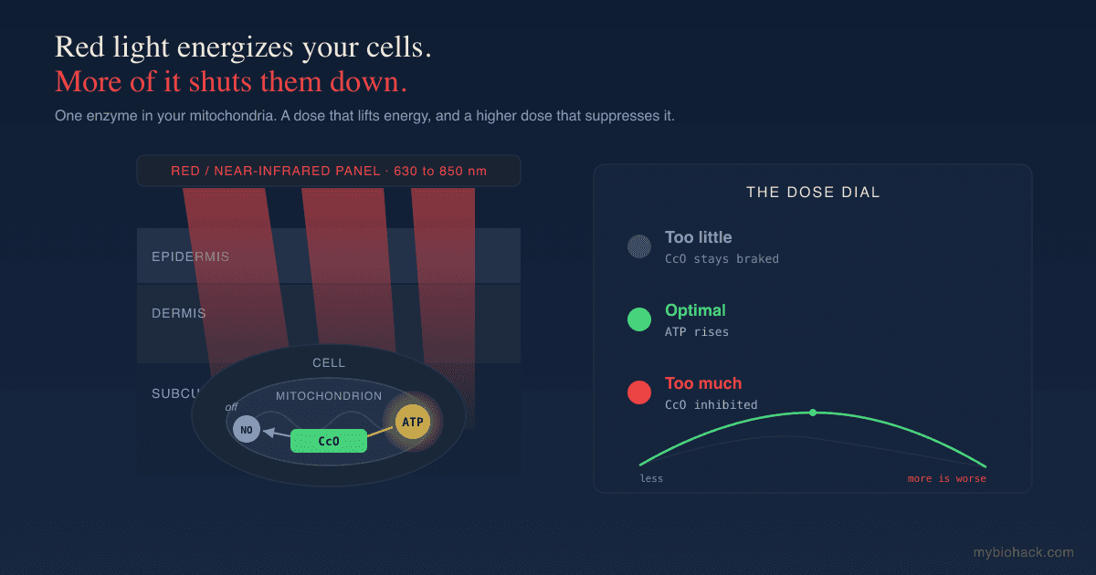 Red Light Therapy Has A Dose Ceiling: Why More Light Eventually Shuts Your Cells Down